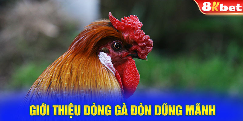 Giới thiệu dòng gà đòn dũng mãnh